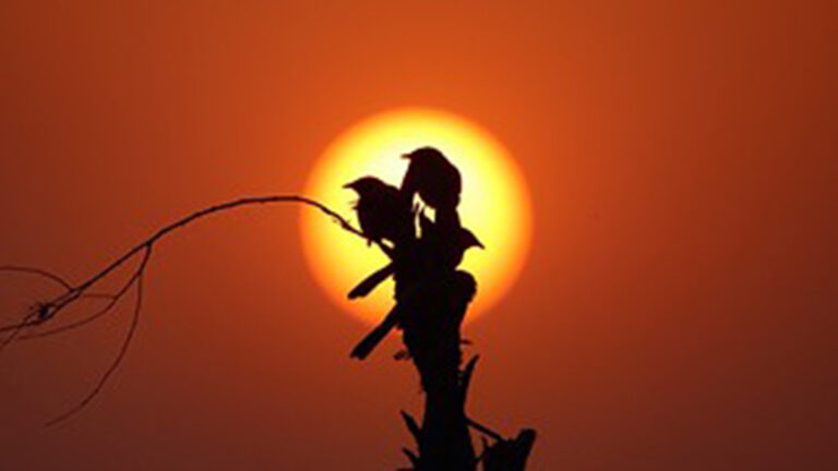 அக்கா குருவி